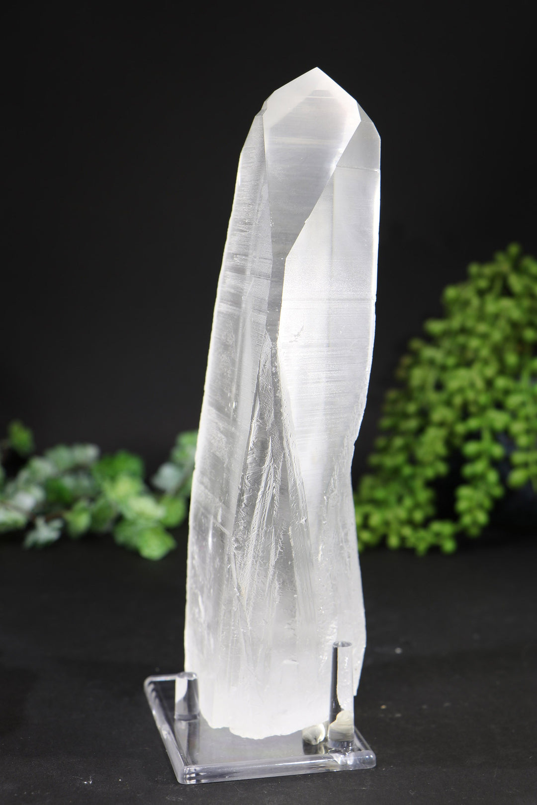 8.5" Lemurian