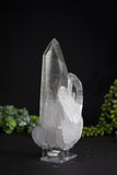 6.5" Lemurian