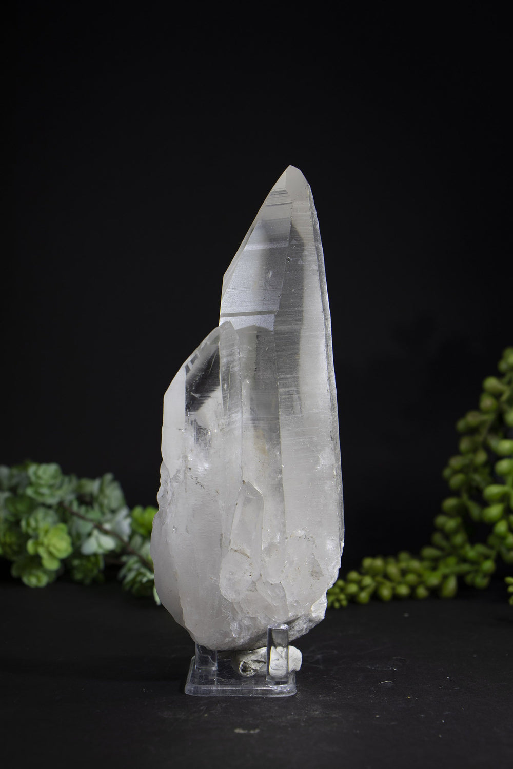 6.5" Lemurian