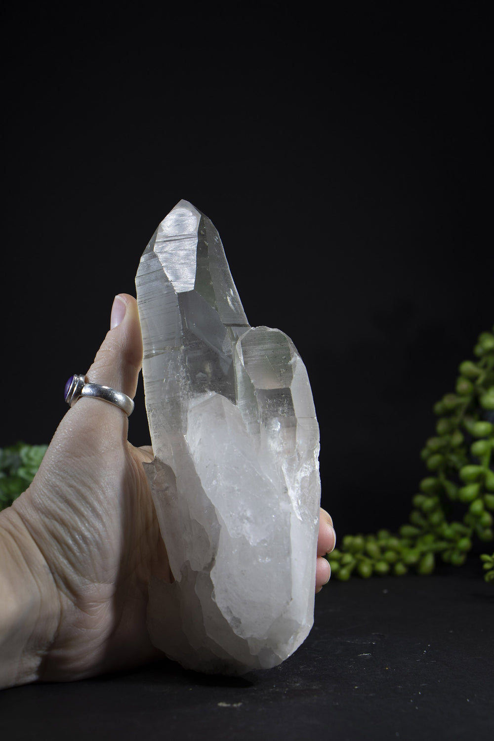 6.5" Lemurian