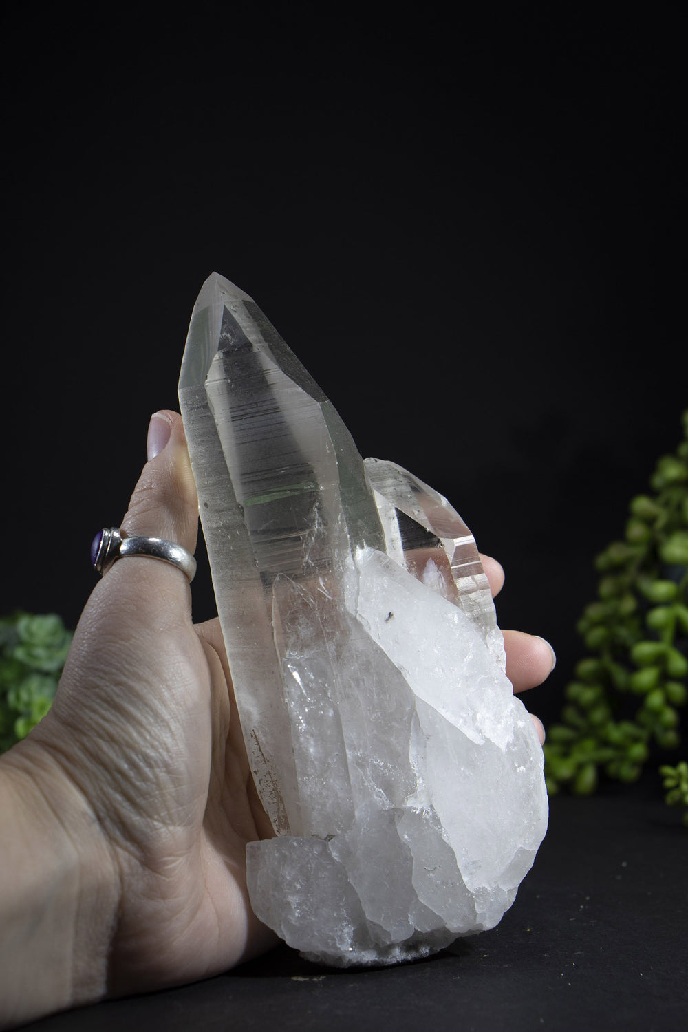 6.5" Lemurian