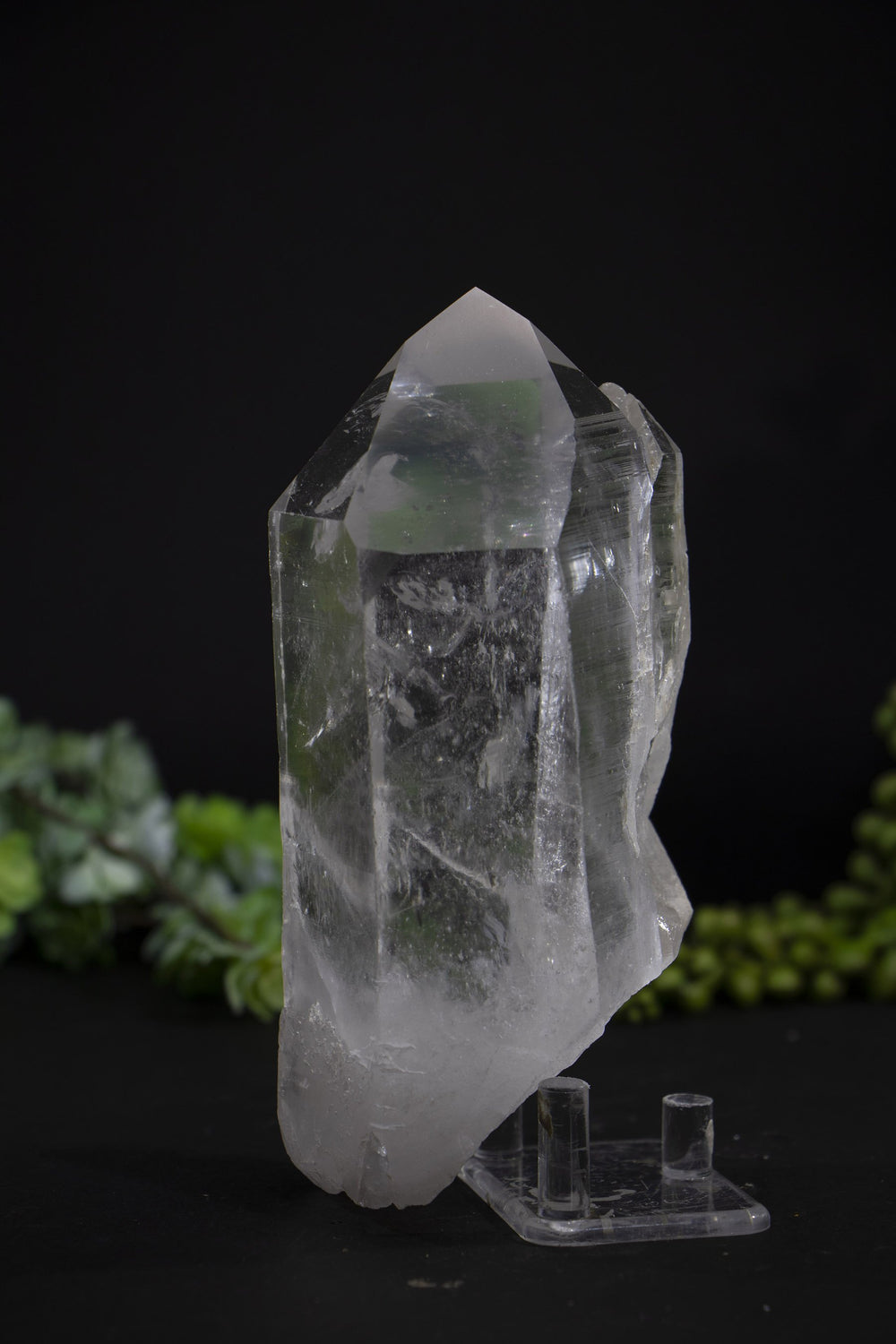 5.5" Lemurian