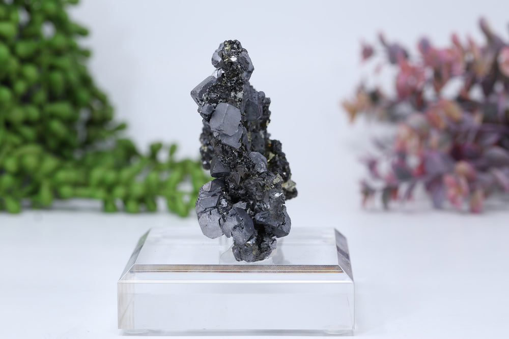 Pyrite on Galena Mounted Specimen from 9th of September Mine DD1806