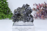 Pyrite on Galena Mounted Specimen from 9th of September Mine DD1806