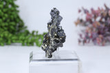 Pyrite on Galena Mounted Specimen from 9th of September Mine DD1806