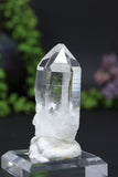 2.5" Colombian Lemurian DE98