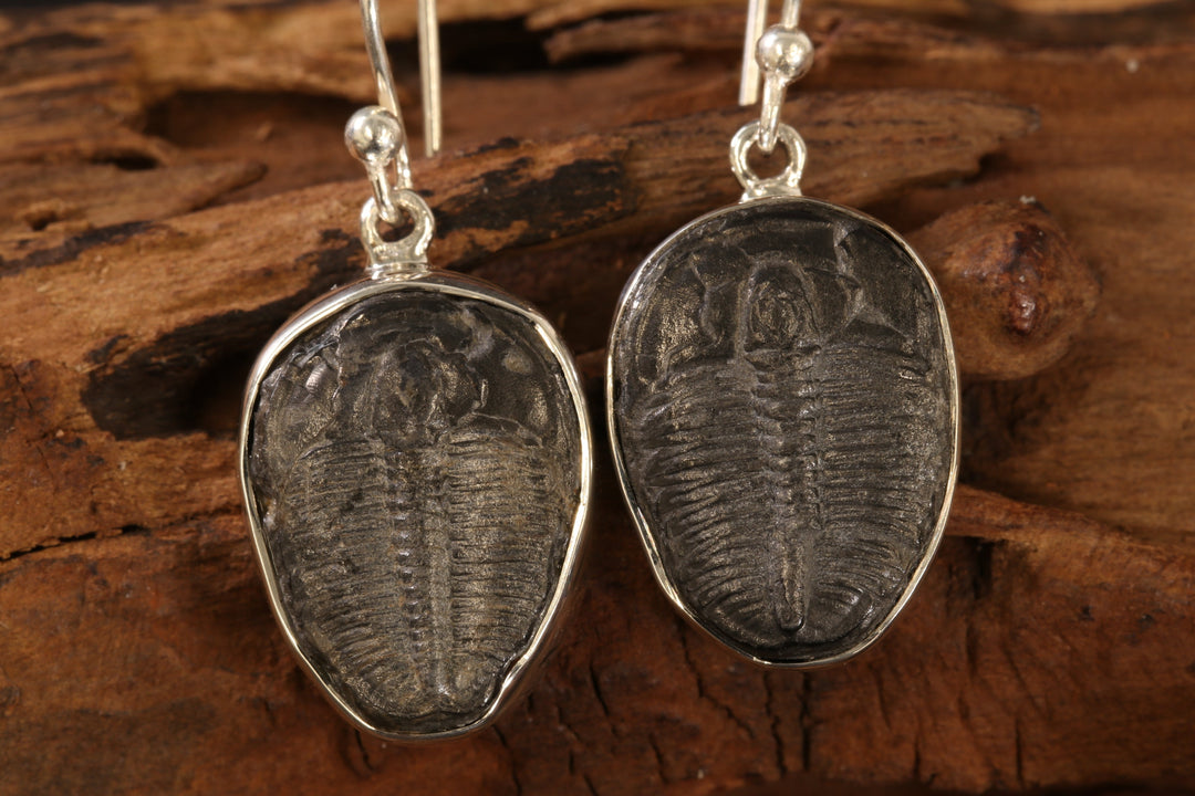 Trilobite Fossil Earrings DS1902