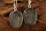 Trilobite Fossil Earrings DM077