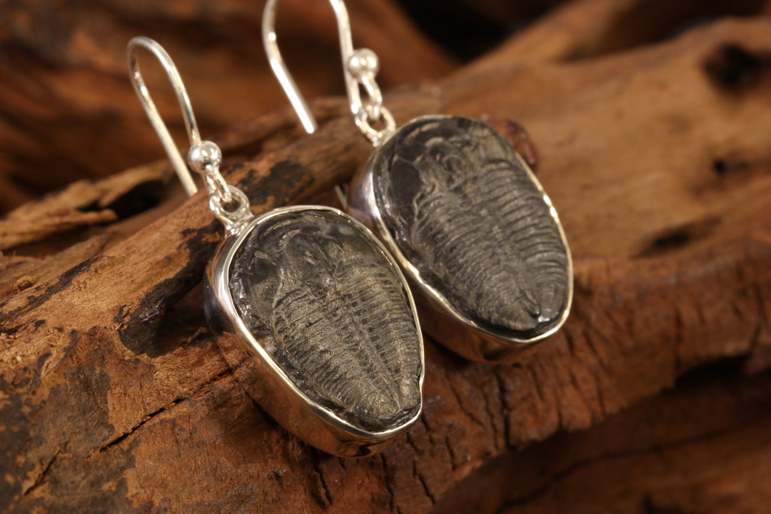 Trilobite Fossil Earrings DS1902