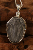 Trilobite Fossil Pendant DM080