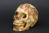 Dendritic Siltstone Skull DM1193