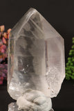 Phantom Lemurian DM1253