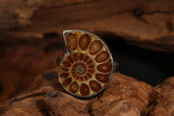 Ammonite Ring Size 7 DM1497