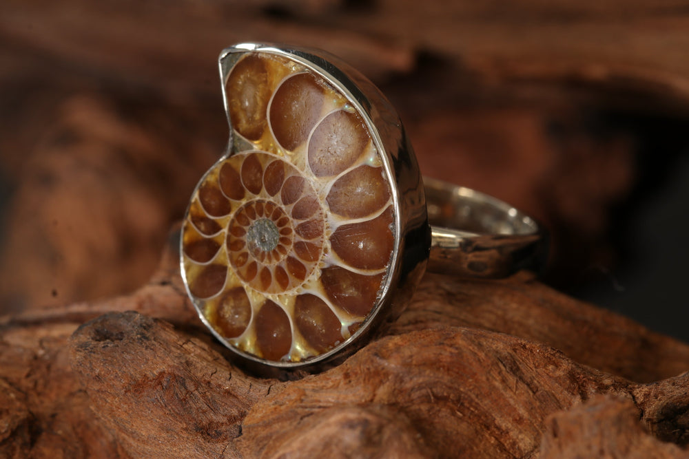 Ammonite Ring Size 7 DM1497