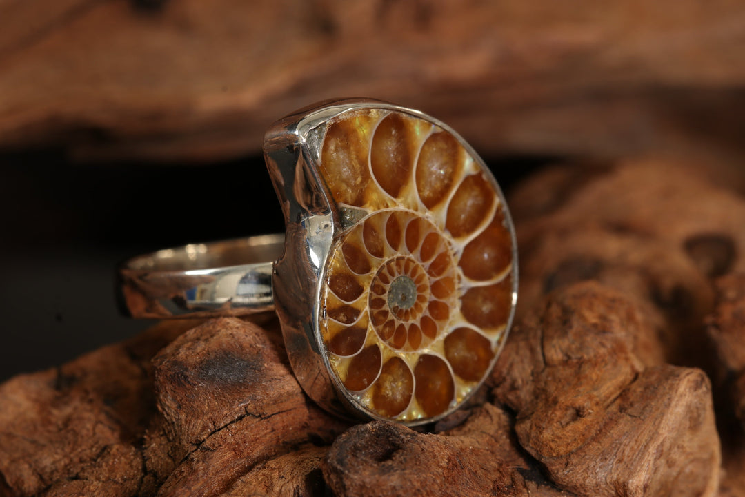 Ammonite Ring Size 7 DM1497