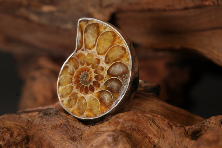 Ammonite Ring Size 8 DS1956