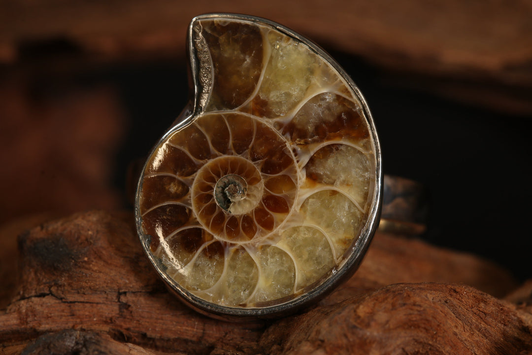 Ammonite Ring Size 9 DS1938