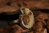 Ammonite Ring Size 9 DM1507