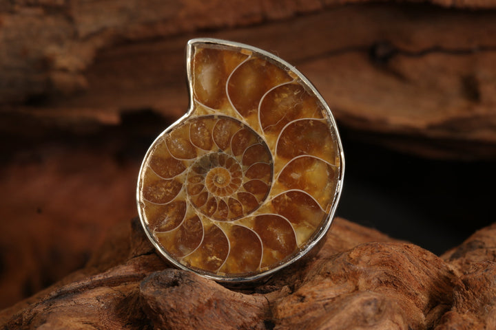 Ammonite Ring Size 8 DS1957
