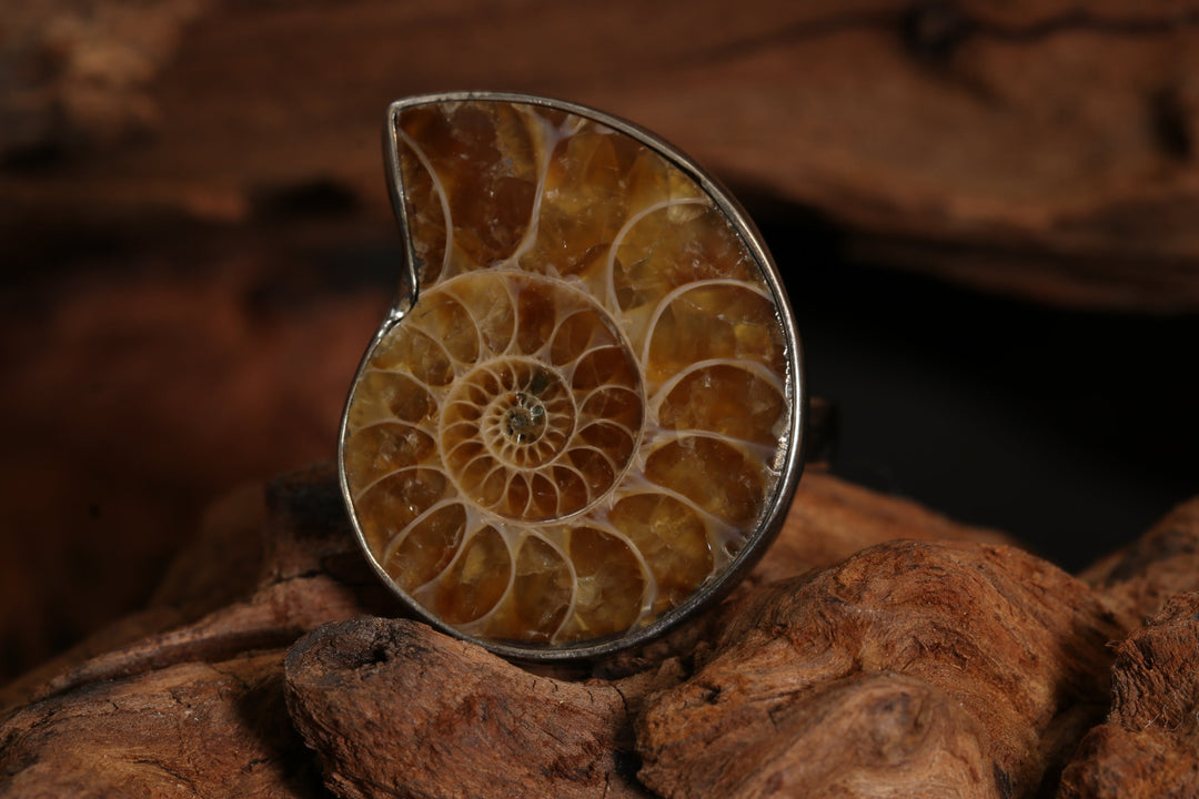 Ammonite Ring Size 8 DM1517