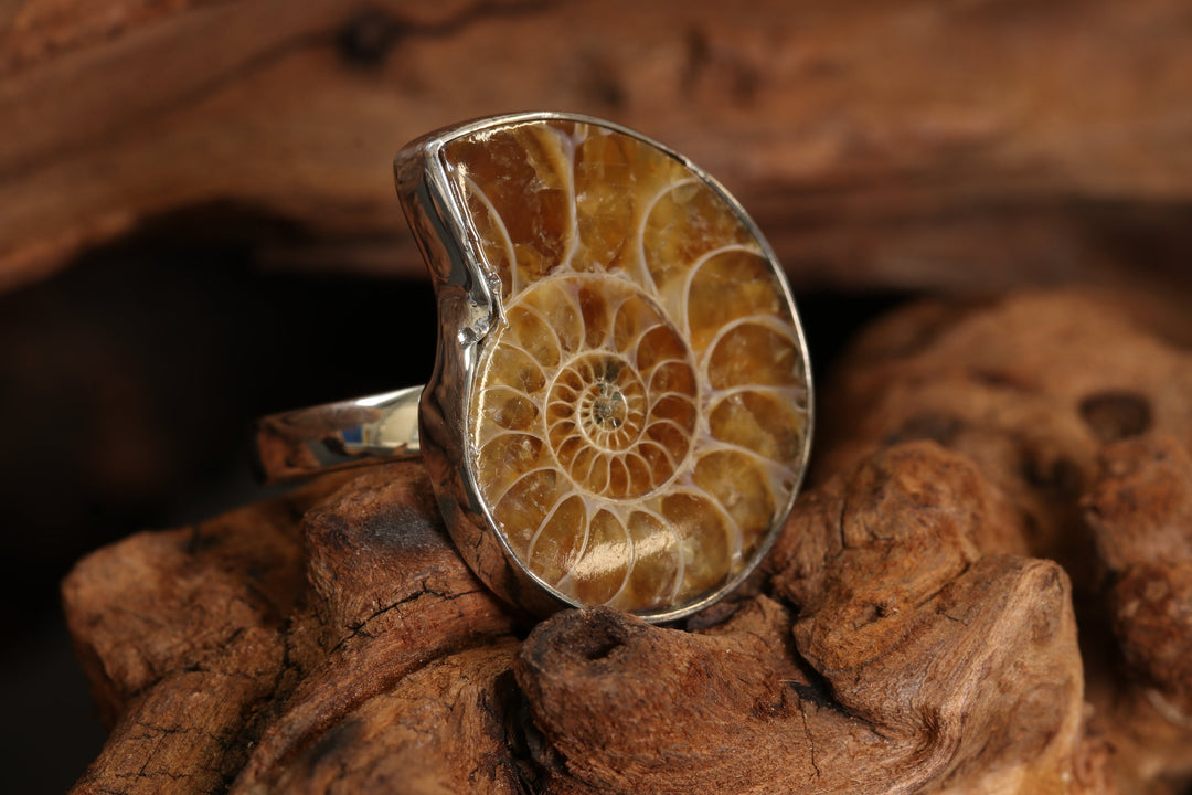 Ammonite Ring Size 8 DS1948