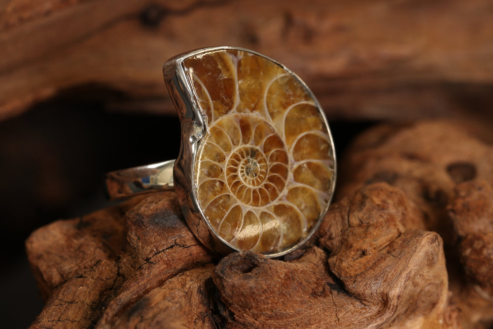 Ammonite Ring Size 8 DM1517