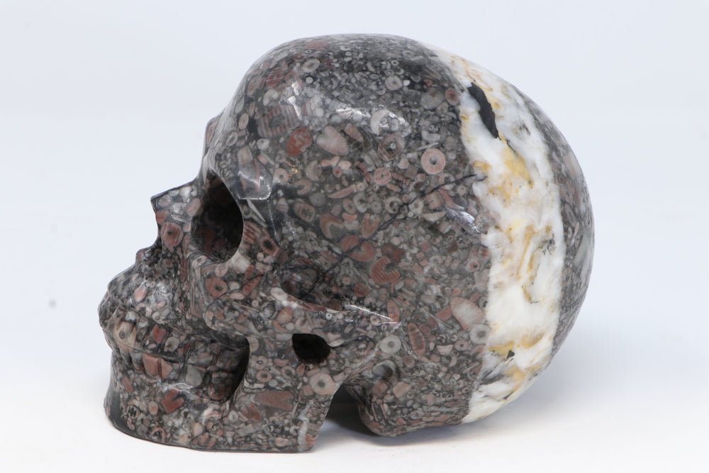 Crinoid Fossil Skull Carving DM271