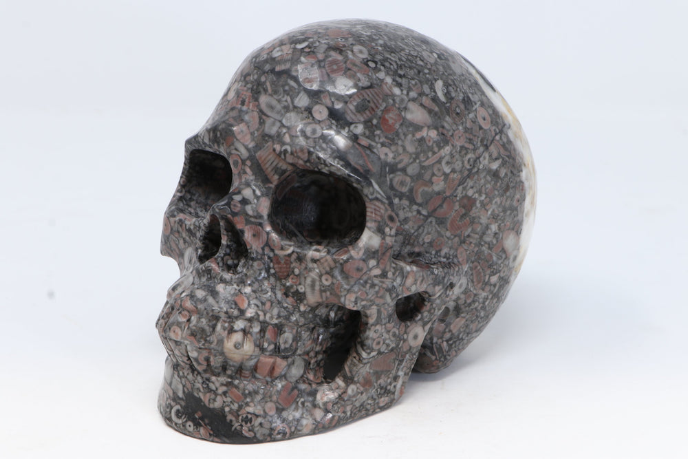 Crinoid Fossil Skull Carving DM271