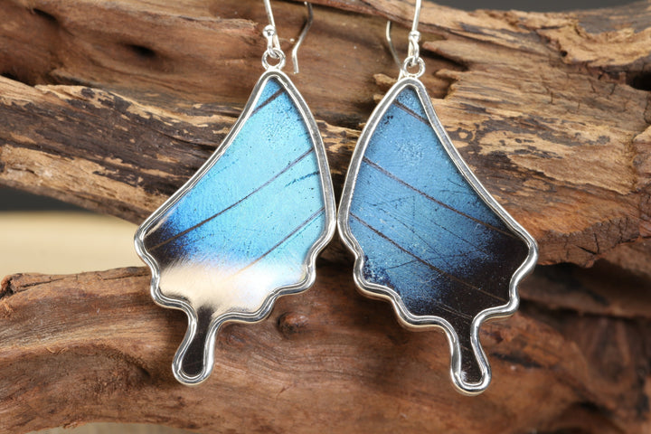 Morpho Butterfly Dangle Earrings