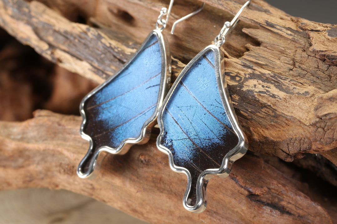 Morpho Butterfly Dangle Earrings