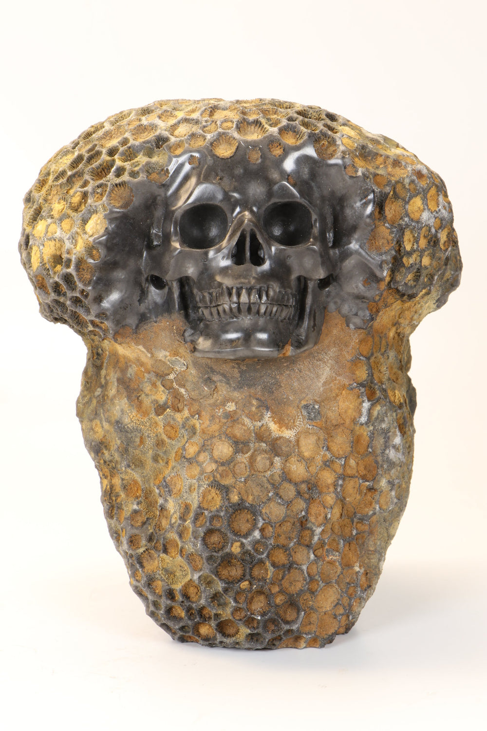 Coral Fossil Skull Carving DX3
