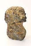 Coral Fossil Skull Carving DX3
