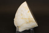 Polish Flint Nodule Display DX669