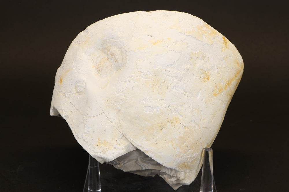 Polish Flint Nodule Display DX669