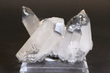 Black Phantom Lemurian Cluster TC1431