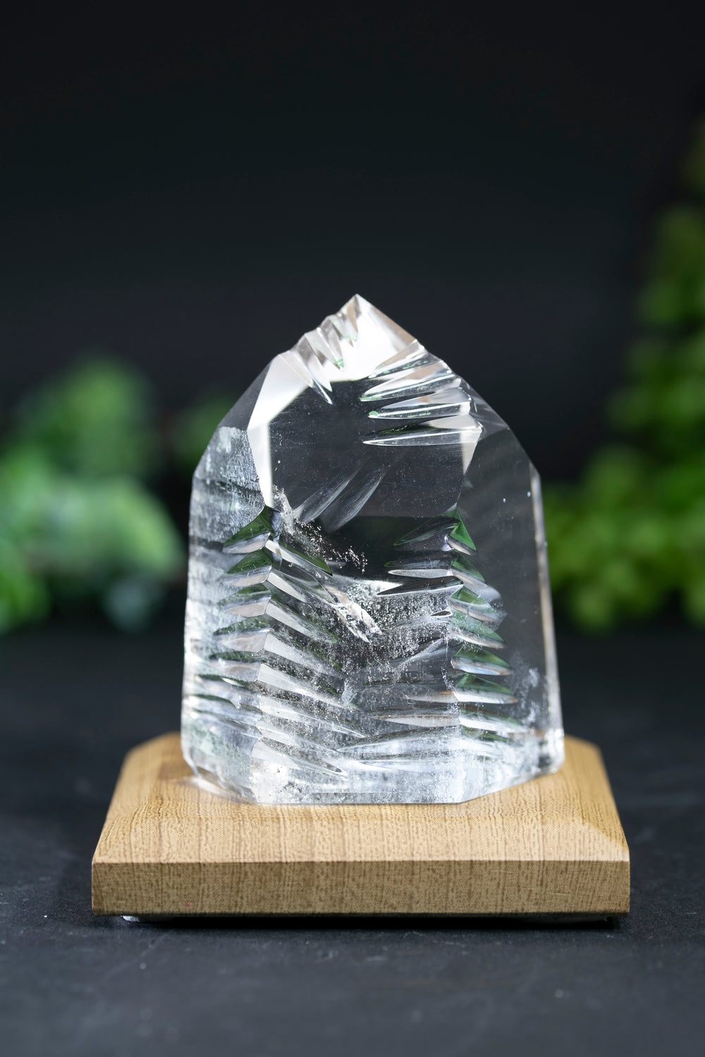 Fantasy Cut Lemurian