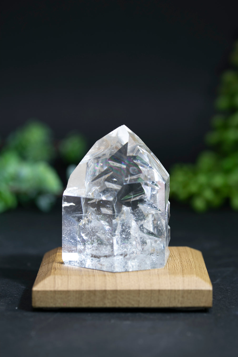 Fantasy Cut Lemurian
