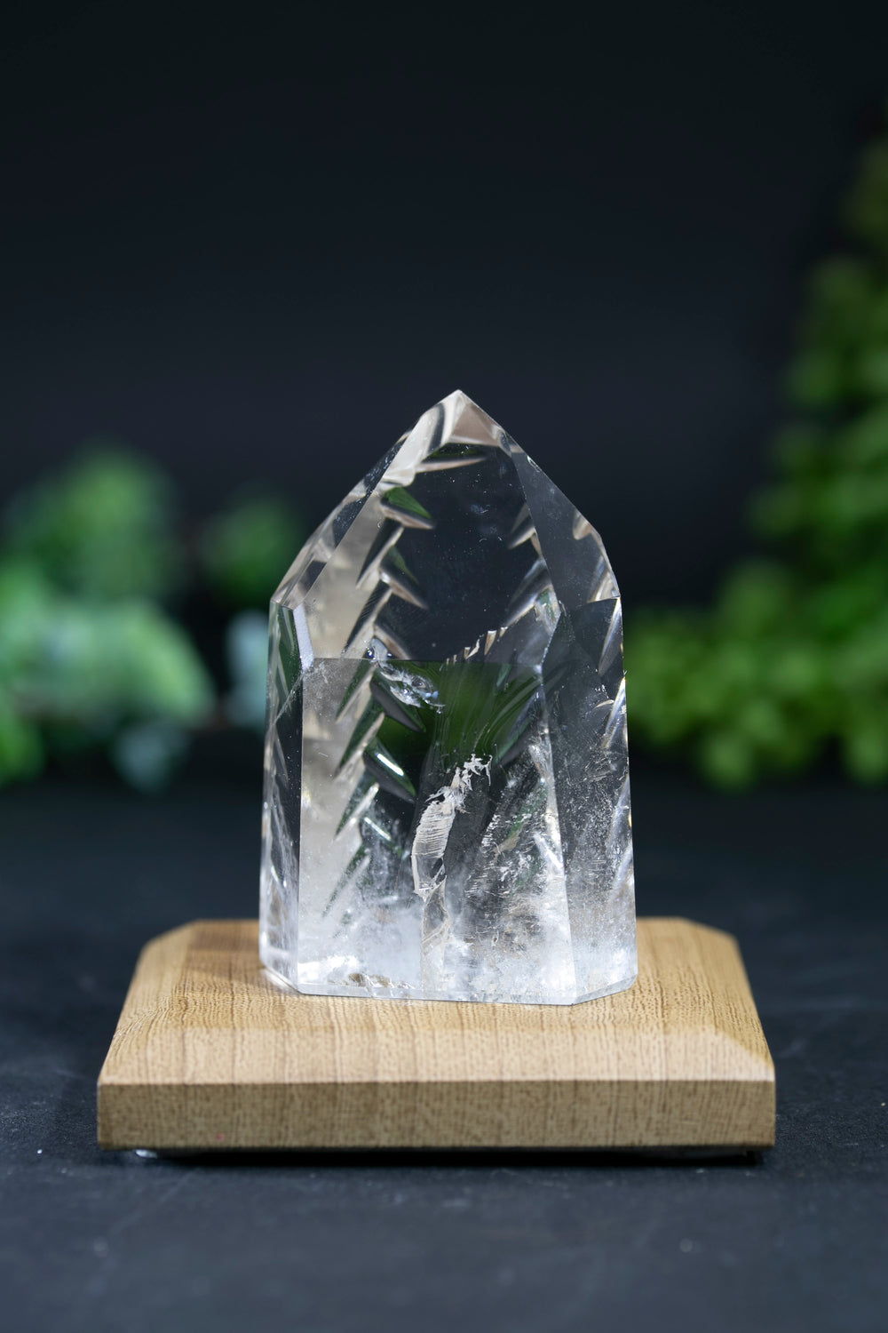 Fantasy Cut Lemurian