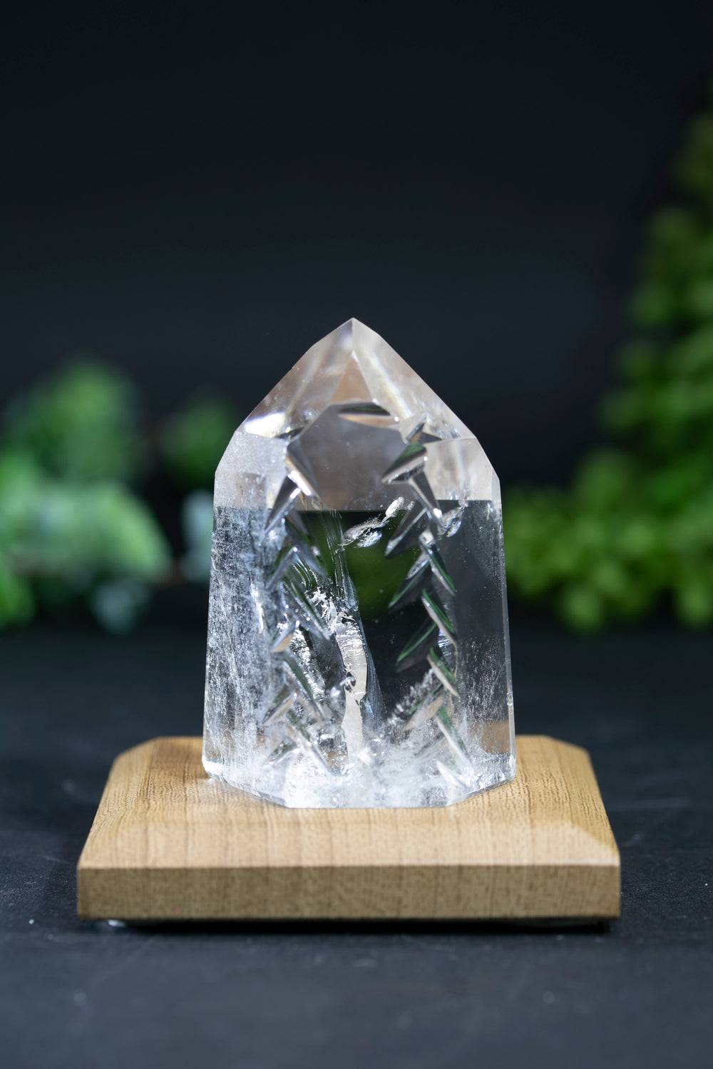 Fantasy Cut Lemurian