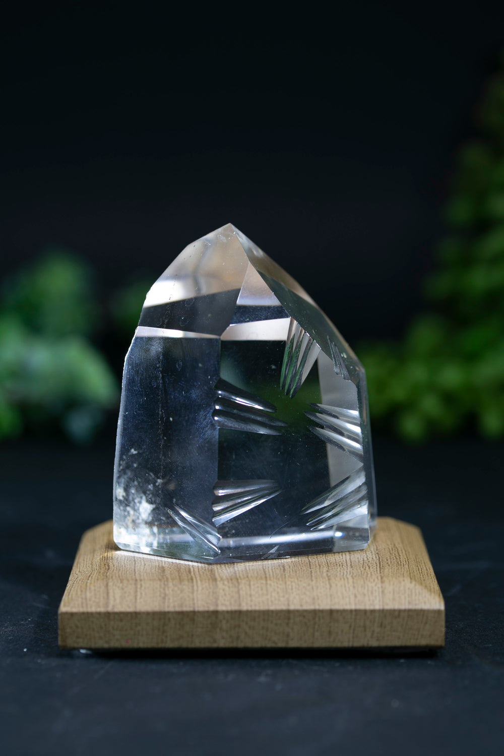 Fantasy Cut Lemurian