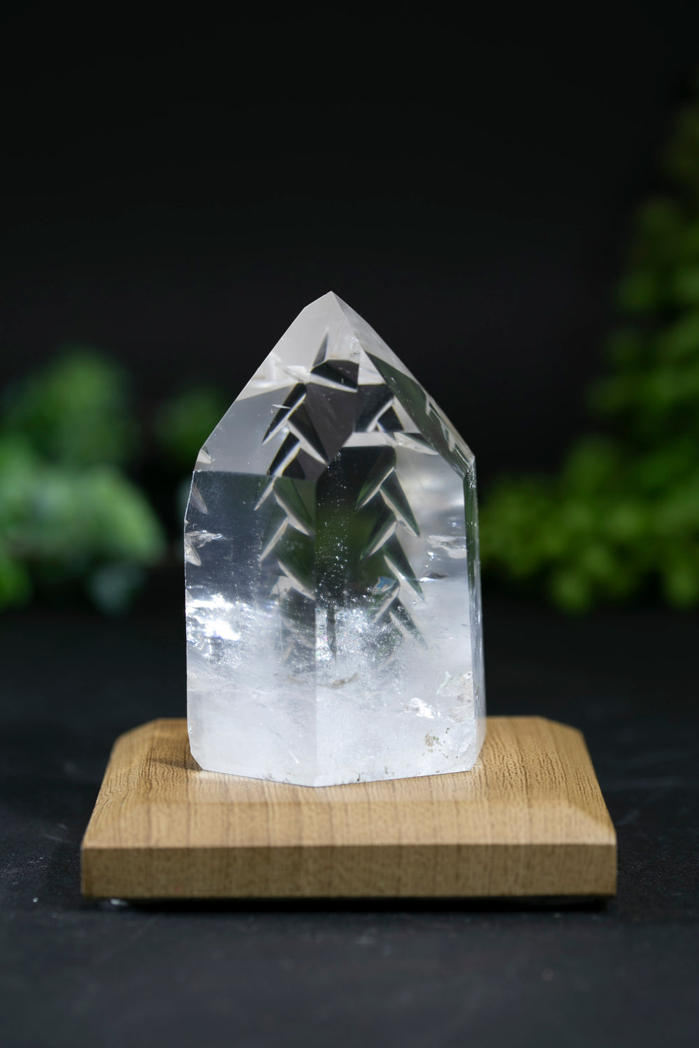 Fantasy Cut Lemurian