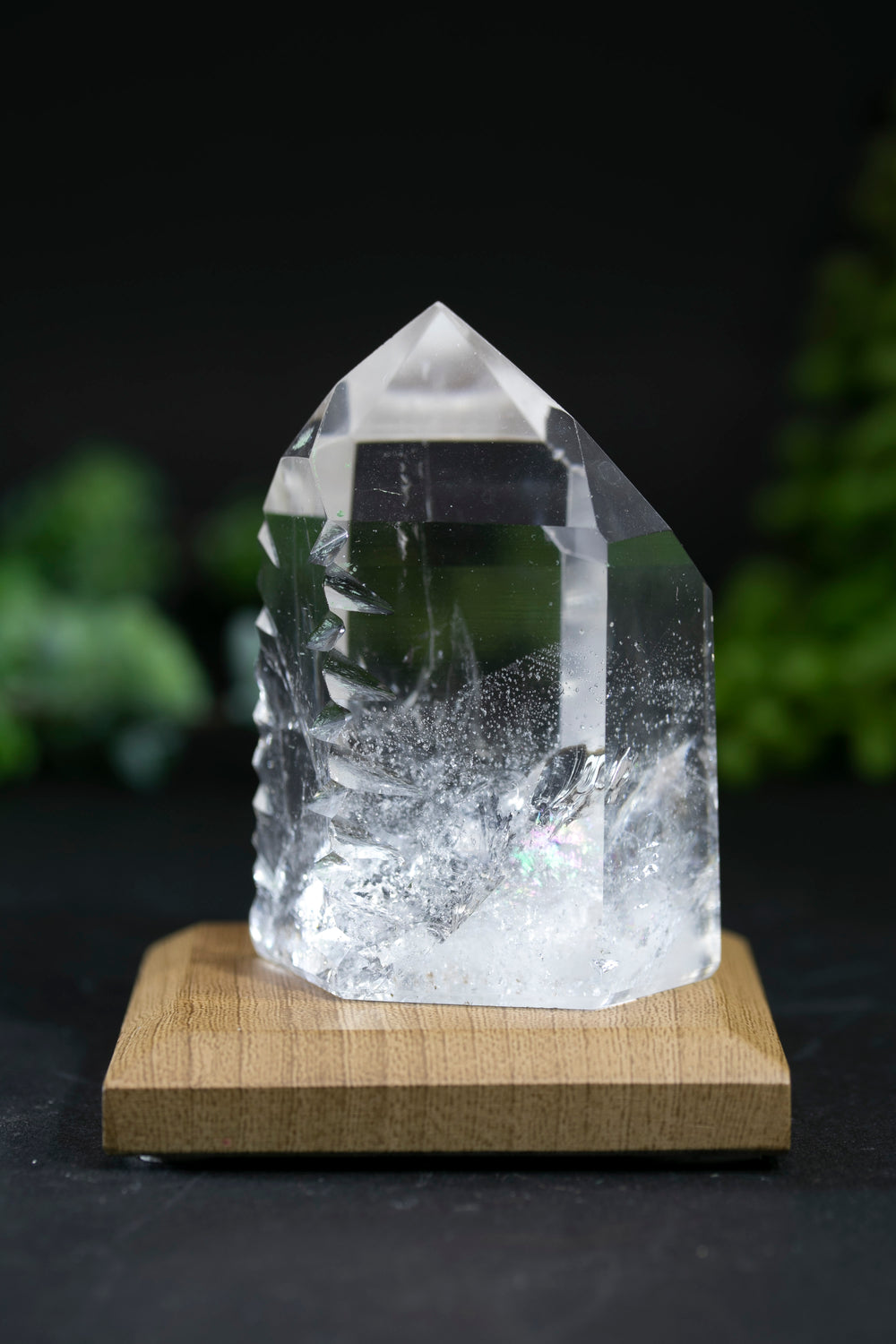 Fantasy Cut Lemurian