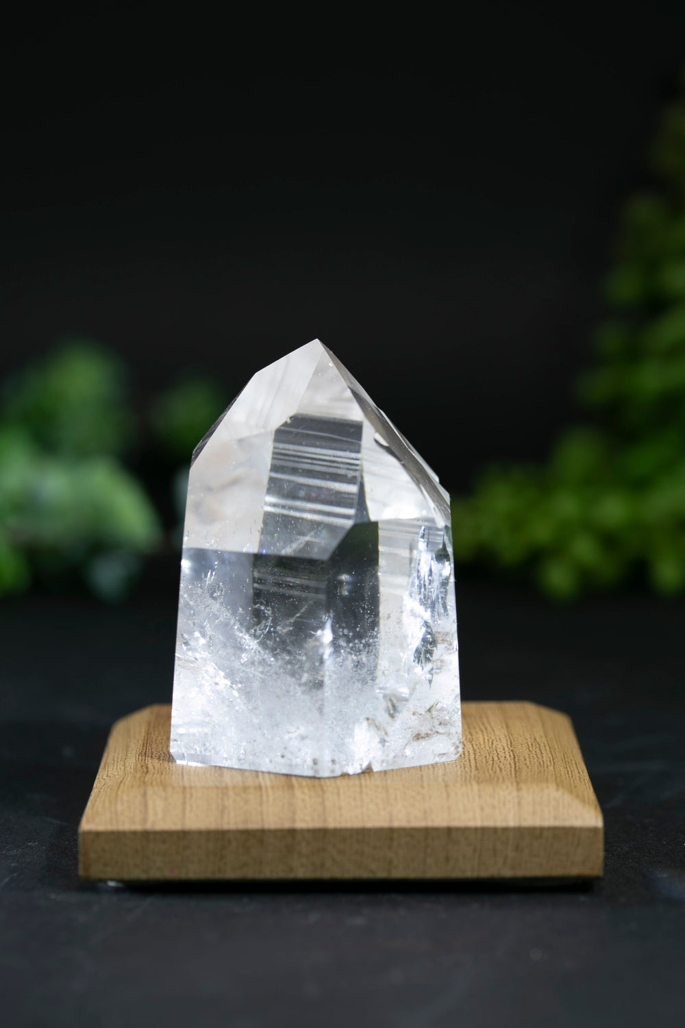 Fantasy Cut Lemurian