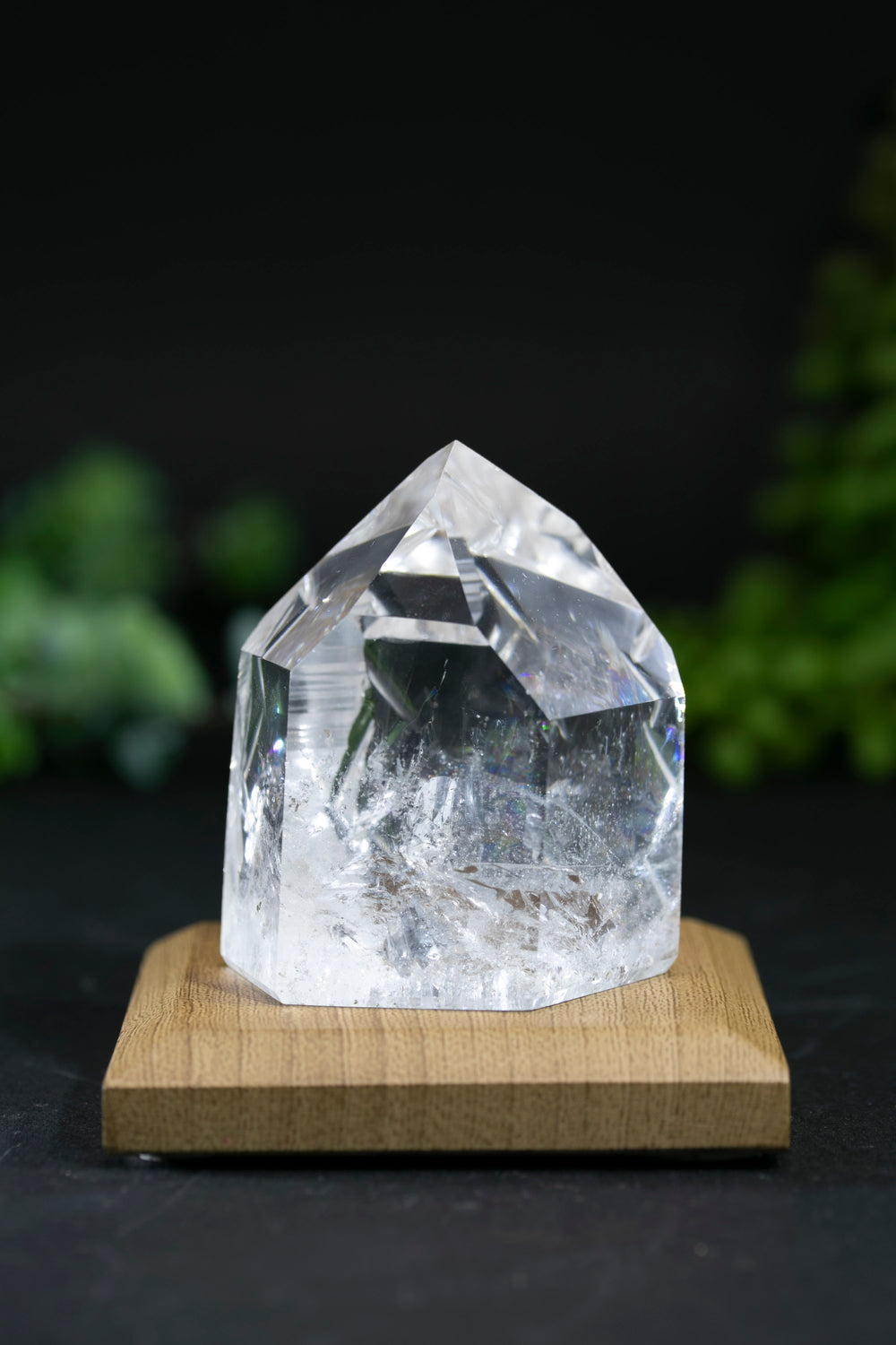 Fantasy Cut Lemurian