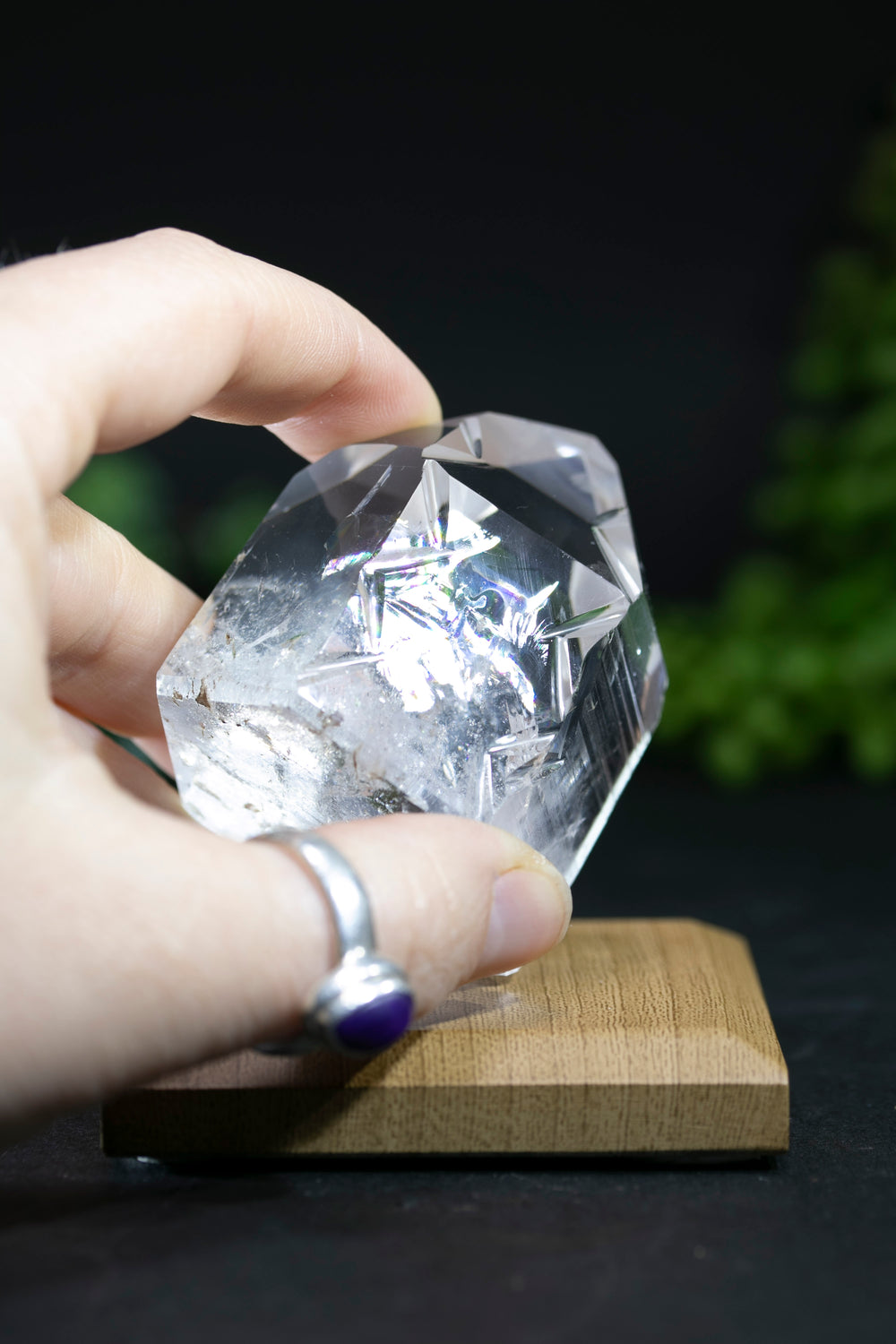 Fantasy Cut Lemurian