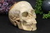 5 inch Coral Fossil Skull Carving TU1134