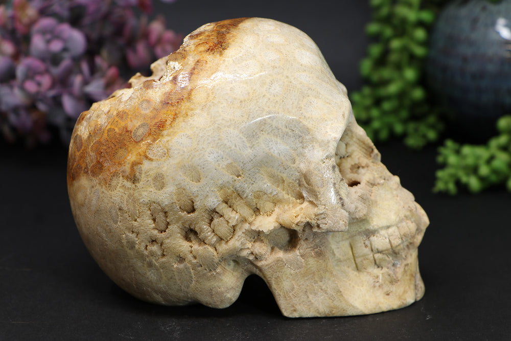 5 inch Coral Fossil Skull Carving TU1134