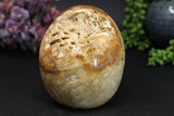 5 inch Coral Fossil Skull Carving TU1134