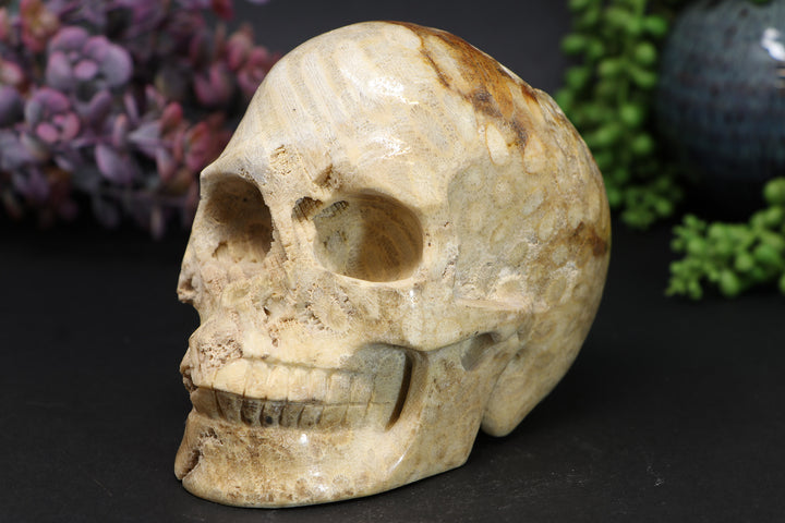 5 inch Coral Fossil Skull Carving TU1134