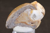 Quartz Druzy Fossil Shell TC016